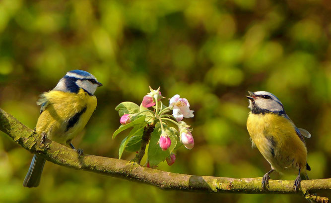 Blaumeisen in der Blüte; Foto: NABU/CEWE/Lutz Klapp
