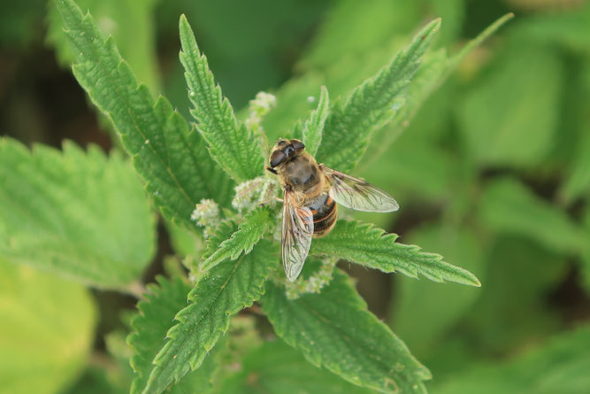 Mistbiene auf Großer Brennnessel; Foto: C. Beckert