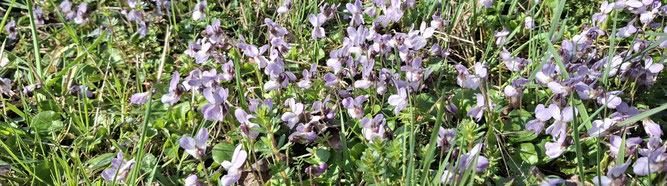 NABU Streuobstwiese, Wbn-Hessloch, Veilchen (Viola odorata), Susanne Tittmann