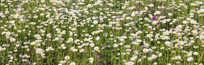 Wiese mit Margeriten - Aktion Blumenwiese des NABU RV Spremberg