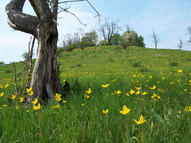 Aufgelassene Streuobstwiese mit Weinbergstulpen (Tulipa sylvestris)