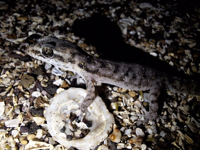 Phyllodactylus baurii, Photo: Daniel Velasco C.-https://www.inaturalist.org/photos/417516355
