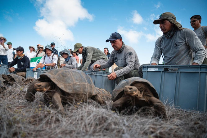 Libération de la tortue géante de Floreana, Photo: Carlos Espinoza/CDF