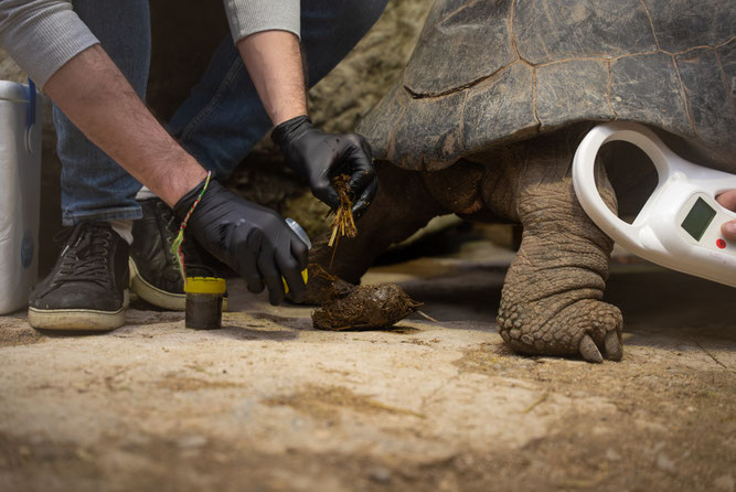 Sammeln von Kotproben der Schildkröten - Foto: Tim Benz/Zoo Zürich