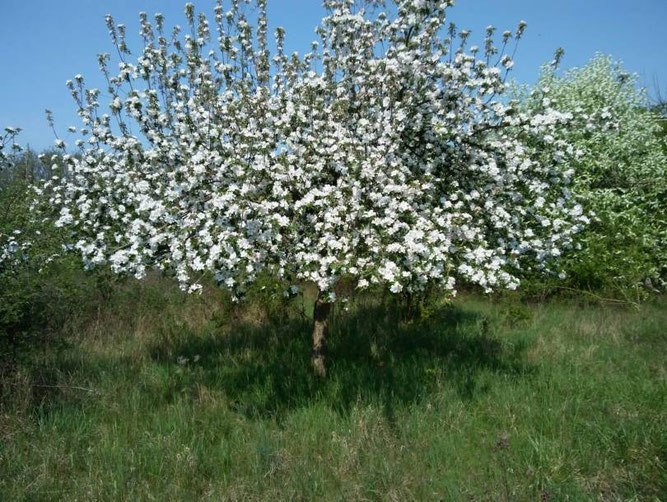 Frühling auf der Obstwiese Foto: (c) Margareta Fluck