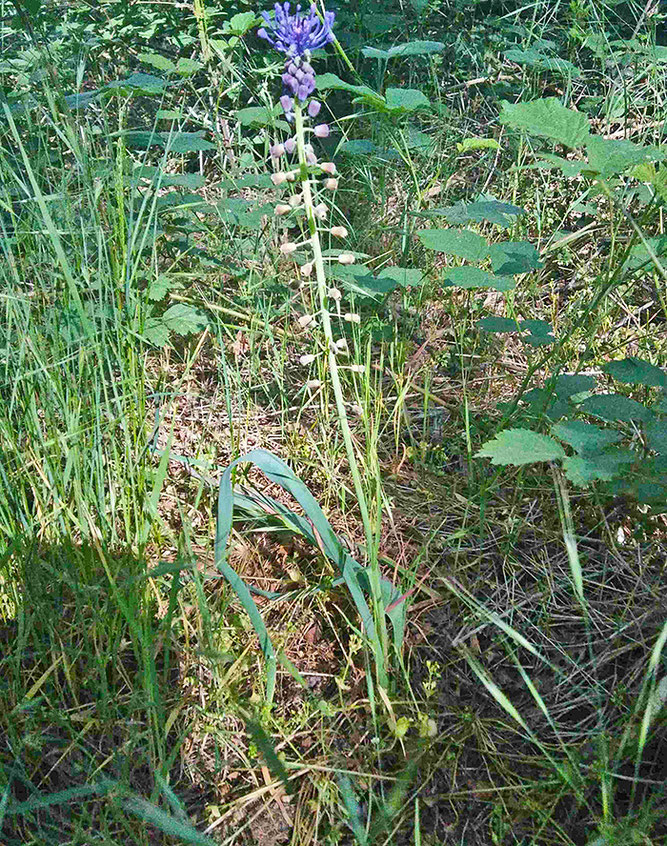 Muscari comosum / Schopfige Traubenhyazinthe. Foto (c) M. Fluck