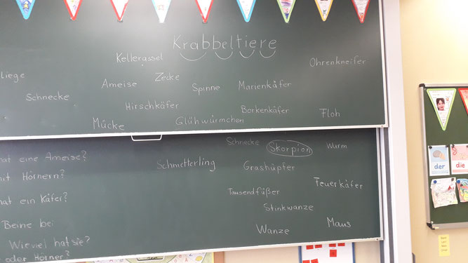 Entwicklung der Einführung zum Thema "Tiere unter der Lupe - Insekten und Spinnen" an der Schule. / Bettina Schroeder