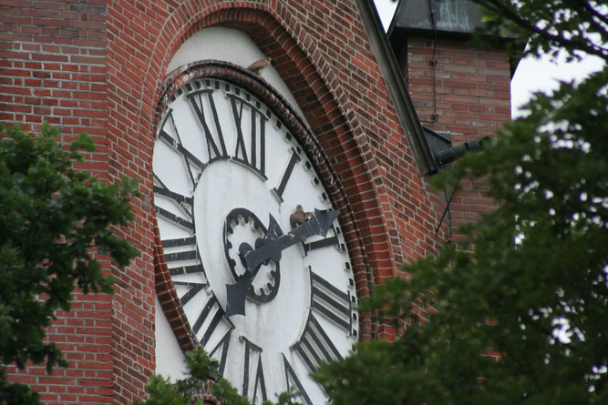 Flügge Turmfalken an der Stadtkirche in Brake "lernen die Uhrzeit"