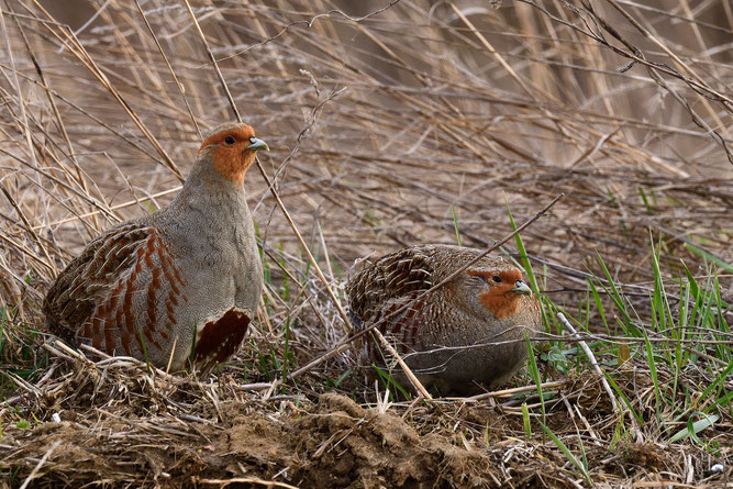 Deckungsreiche Flächen sind für das Rebhuhn überlebenswichtig! Copyright: Michael Eick.