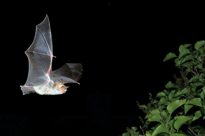 Das Große Mausohr ist nicht nur eine streng geschützte Art, sondern auch unsere größte heimische Fledermaus. Foto: NABU/ Otto Schäfer