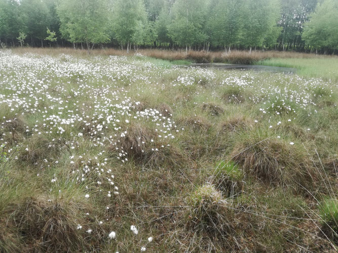 Fruchtstände der schützenswerten Wollgras-Flur im Naturschutzgebiet Swatte Flag. Foto: ÖNSOR, H. Kohlhagen