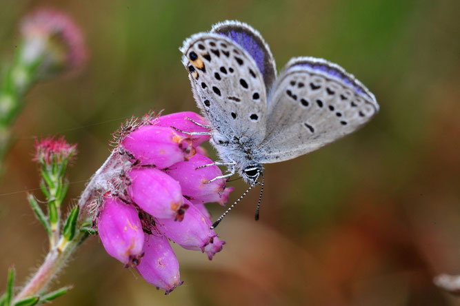 Männchen des in Niedersachsen vom Aussterben bedrohten Hochmoor-Bläulings beim Besuch an Glocken-Heide. Sein Überleben hängt vom konsequenten Schutz unserer verbliebenen Moore ab! Foto: Dr. Hans-Bert Schikora