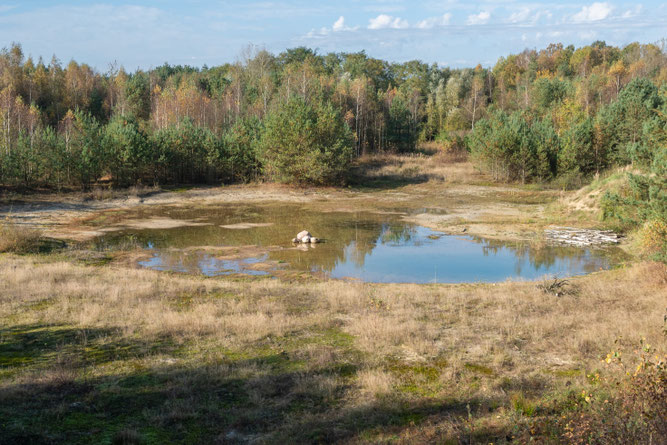 Blick auf die ehemalige Sandgrube. Foto: ÖNSOR, Reinhard Schraa