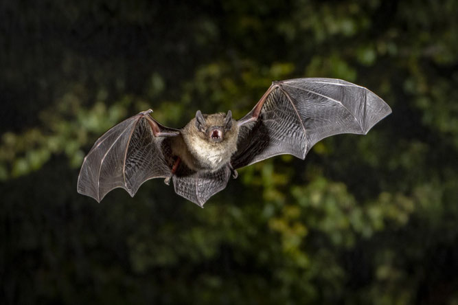 Rauhhautfledermaus. Foto: Christian Giese