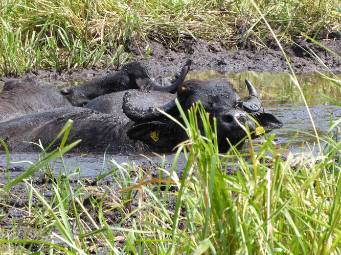 Wasserbüffel halten Gewässer offen. Foto: ÖNSOR, S. Pils