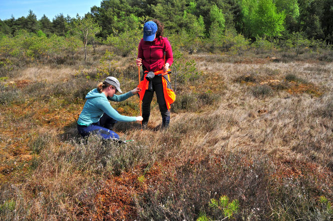 Überprüfung der Torfmächtigkeiten im Hemlemsmoor. Foto: ÖNSOR, Hans-Bert Schikora