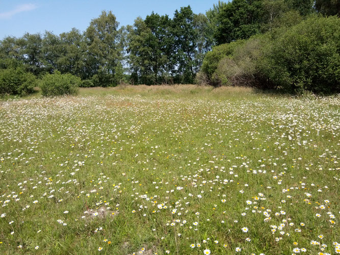 Blick auf den Borstgrasrasen in Badenstedt. Foto: ÖNSOR, S. Pils