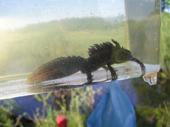 Kammmolchmännchen in Wassertracht. Foto: ÖNSOR, S. Pils