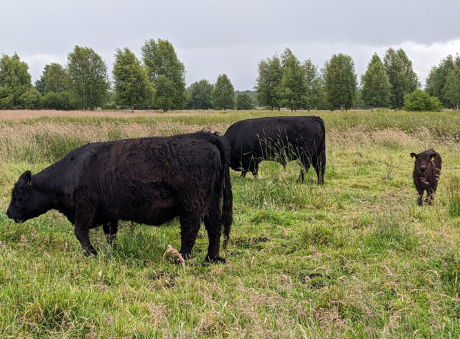 Gallowayrinder im Einsatz auf der Magerweide bei Volkensen. Foto: ÖNSOR, H. Kohlhagen