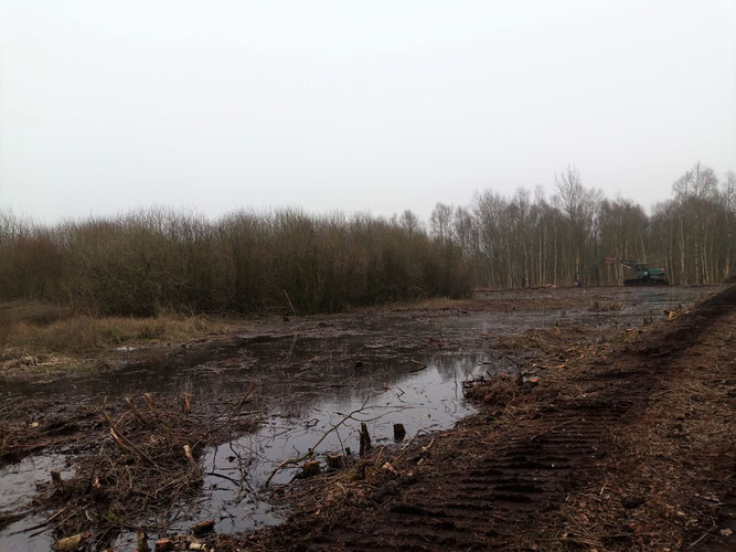 Freistellen des Moorfroschgewässers. Foto: ÖNSOR_S. Pils