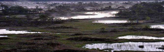 Eine intakte Regenmoorlandschaft in Estland. Foto: Dr. Hans-Bert Schikora