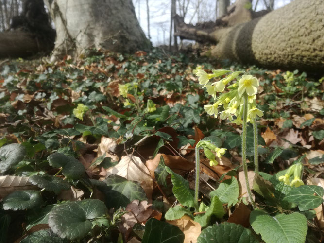 Hohe Schlüsselblume im sonnendurchfluteten Laubwald an der Oste. Foto: ÖNSOR, H. Kohlhagen