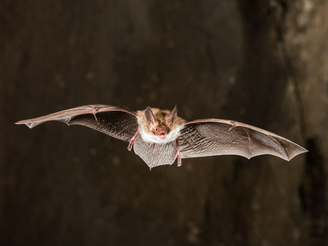 Bechsteinfledermaus. Foto: Christian Giese