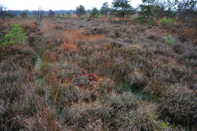 Hohes Moor. Foto: ÖNSOR, Hans-Bert Schikora