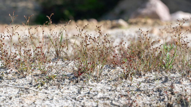 Sandbinse in der ehemaligen Sandgrube. Foto: ÖNSOR, Reinhard Schraa