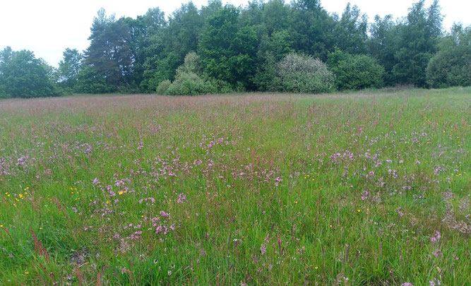 Artenreiche Feuchtgrünlandflächen bieten wihtige Lebensräume und Nahrungshabitate nicht nur für Insekten. Foto: ÖNSOR, S. Pils