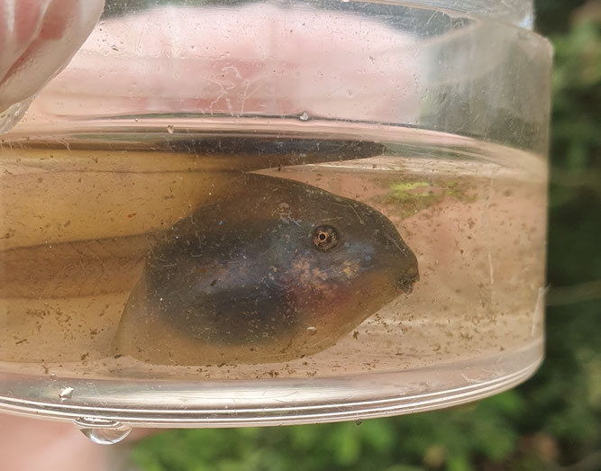 Kaulquappe der Knoblauchkröte. Foto: ÖNSOR, J. Mattes