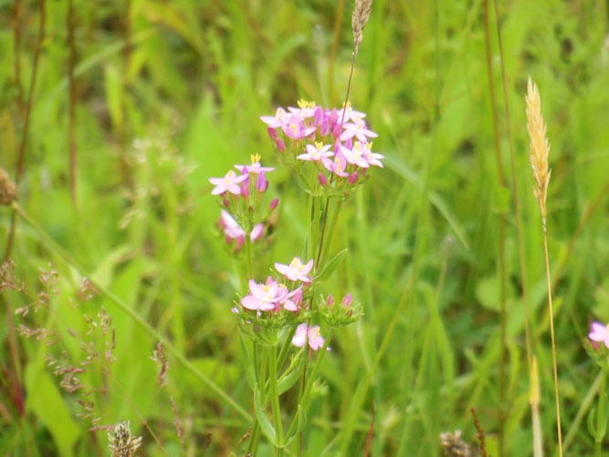 Echtes Tausendgüldenkraut (Centaurium erythraea) (Foto: Dieter Wensel)