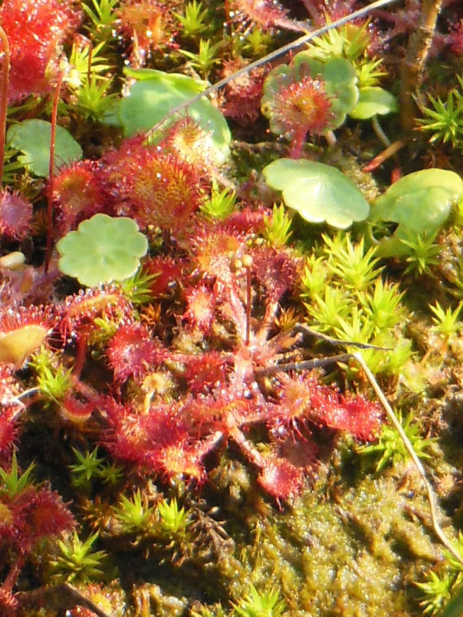 Rundblättriger Sonnentau kurz vor der Blüte