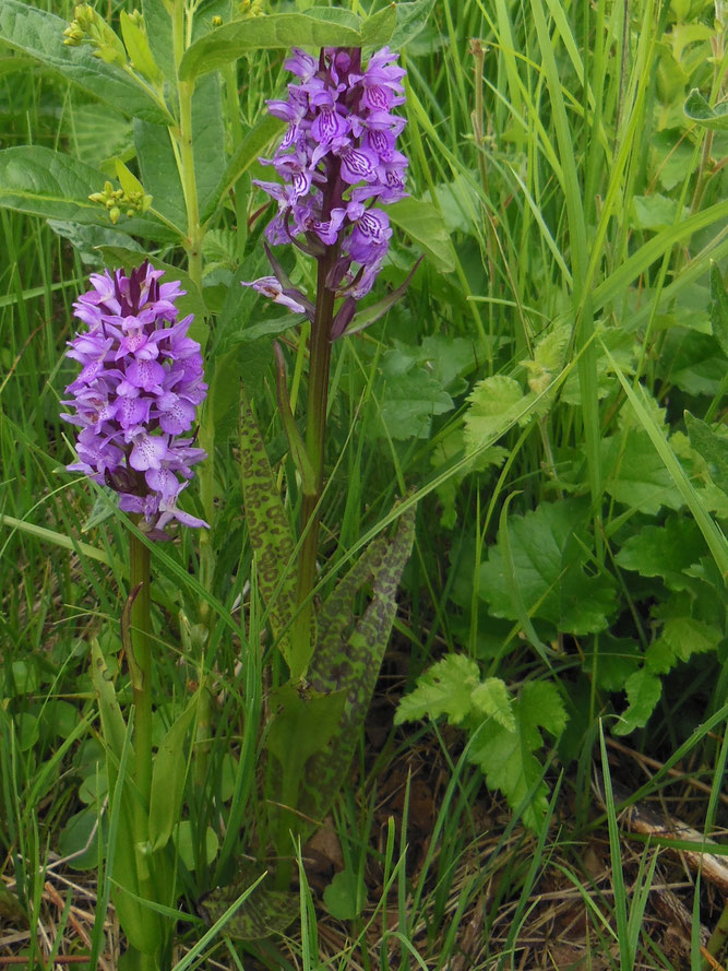 Übersehenes Knabenkraut (Dactylorhiza praetermissa), Foto: Archivbild Dieter Wensel