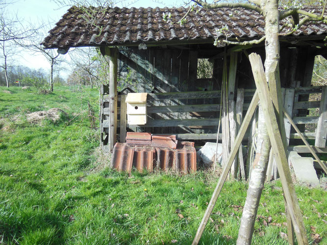 Nistkasten an einem alten Viehunterstand neben einer Streuobstwiese in Wiesens