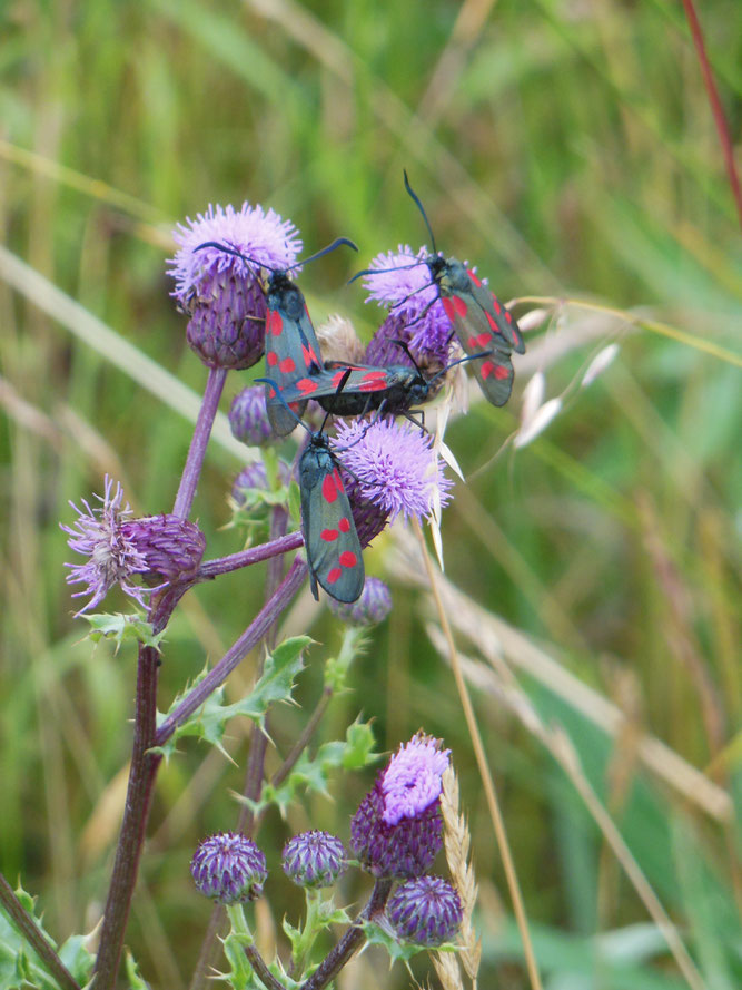 Gemeines Widderchen (Zygeana filipendulae) = Gemeines Bluttröpfchen) auf Kratzdistel   (Foto: Dieter Wensel)