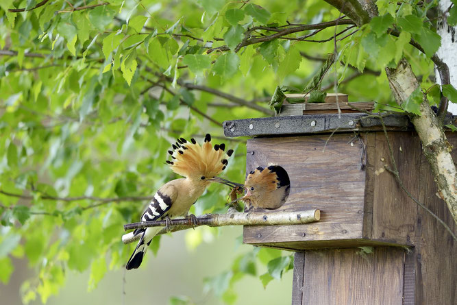 Fütternder Wiedehopf am Nistkasten (Foto: Dieter Sandvoss) 