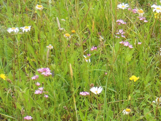 Echtes Tausendgüldenkraut (Centaurium erythraea) (Foto: Dieter Wensel)