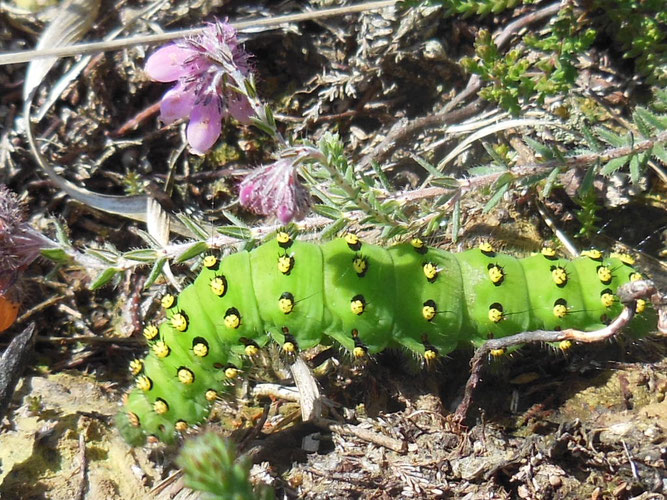 Kleines Nachtpfauenauge, juv.  (Foto: D. Wensel)