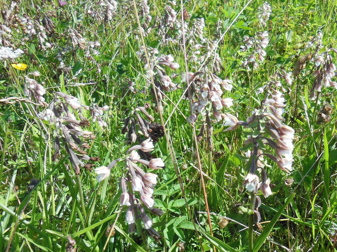 Sumpf-Stendelwurz (Epipactis palustris), Foto: Archivbild Dieter Wensel