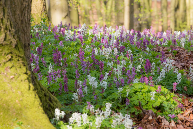 Hohler Lerchensporn Foto: Thomas Frejek