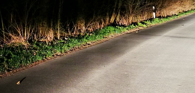 Amphibienwanderung an mäßig befahrener Straße in Rödinghausen | Foto: P. Weitzel-Häger