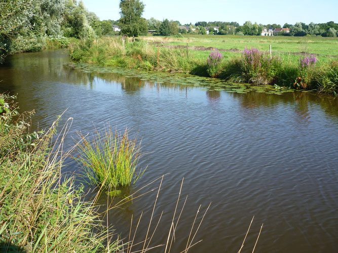 Blick auf unser Areal am Neugrabenfleet