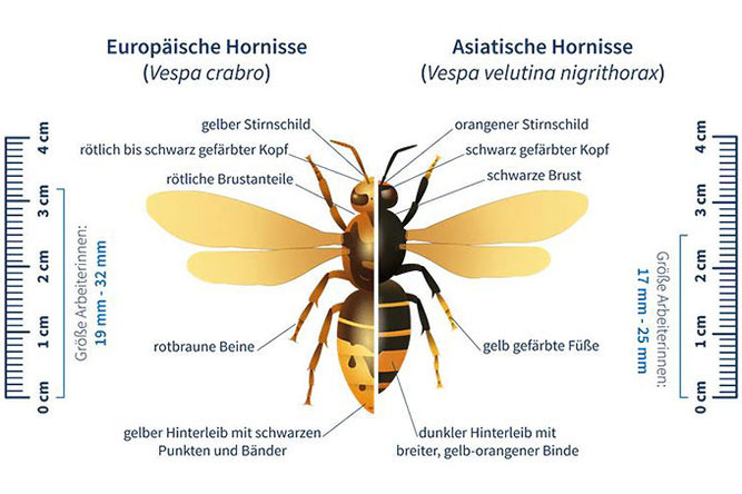 Vergleich Europäische Hornisse (links) und Asiatische Hornisse (rechts) – Grafik: NABU Berlin