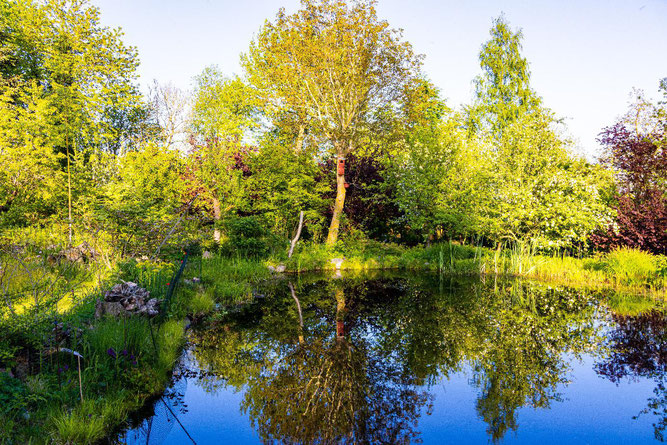 Wolfgang Herda pflegt in seinem Naturgarten verschiedene Biotope – und erschafft damit Lebensräume. 
