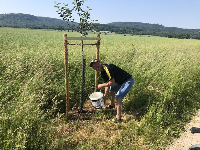 NABU- Foto: Ein Obstbaumpate beim regelmäßigen Gießen seines im Februar 23 gepflanzten Patenbaumes