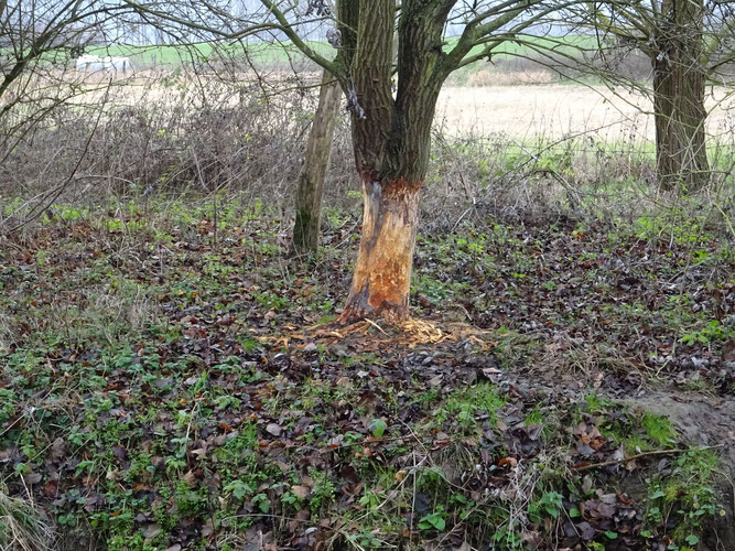 Stark abgenagte Baumrinde rund um einen mittelgroßen Baum