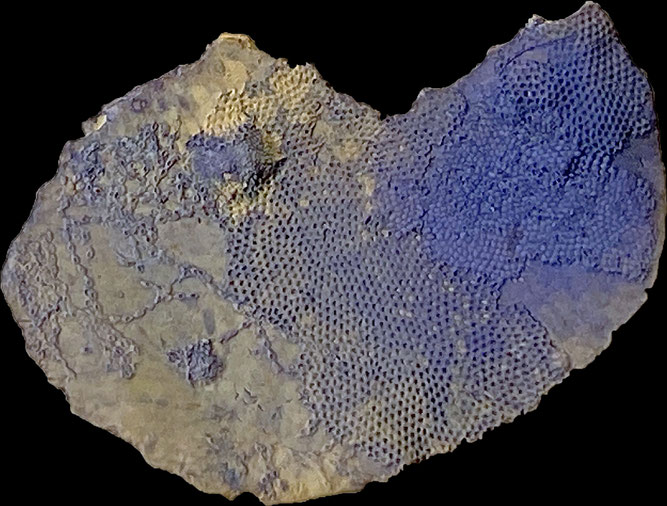 Senckenberg, Bryozoa, Bryozoen, Moostierchen, Sammlung Voigt