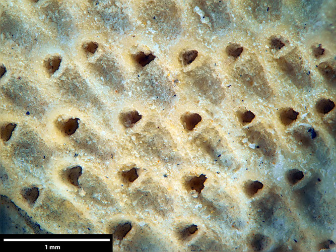 Senckenberg, Bryozoa, Bryozoen, Moostierchen, Sammlung Voigt