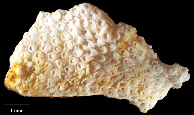 Senckenberg, Bryozoa, Bryozoen, Moostierchen, Sammlung Voigt